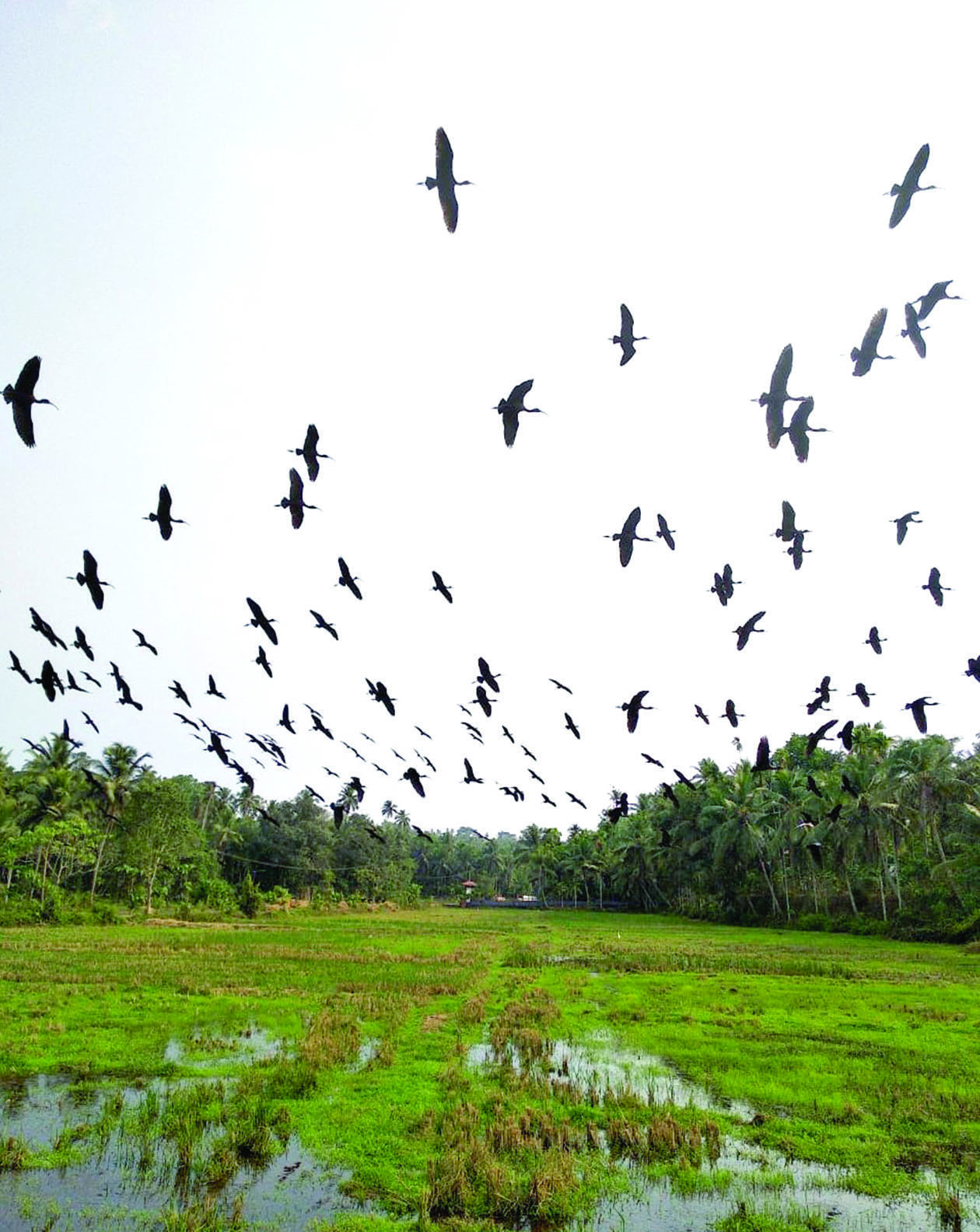 Water: Sustaining Bird Life 